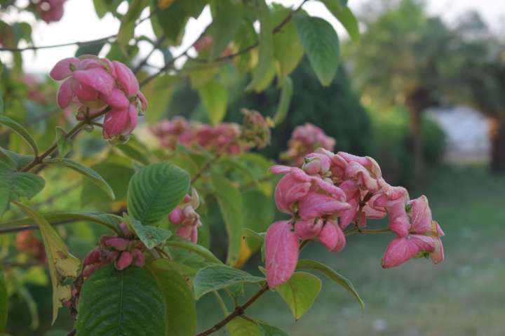 Mussaenda philippica or Bangkok Rose, Queen Sirikit), Rambha, Odisha, India