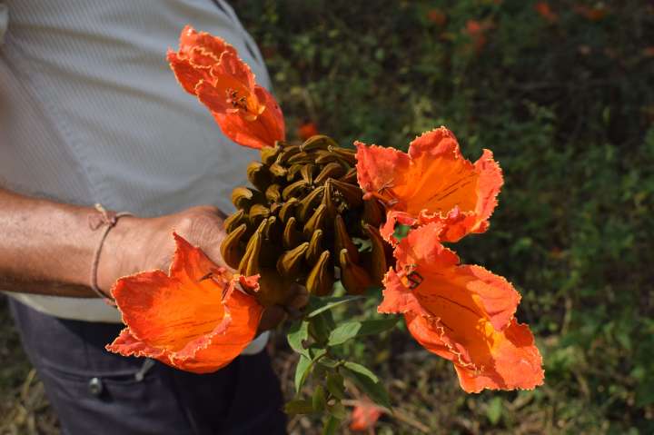 Spathodea campanulata, is commonly known as the African tulip tree. Odisha, India