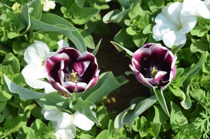 Tulips, Chanakyapuri,  Delhi, India