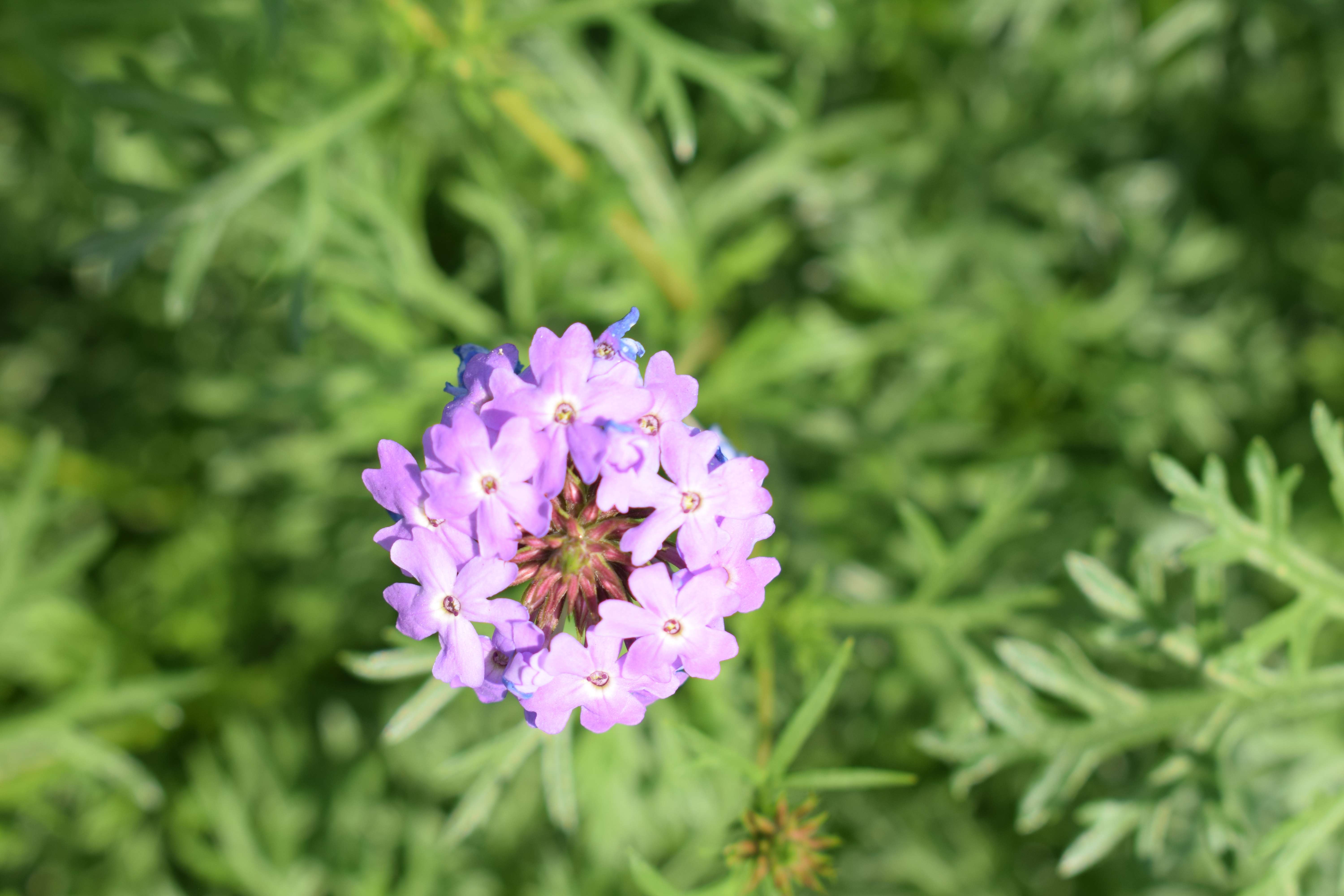 The Magical World of Flowers – Queen of Treasures
