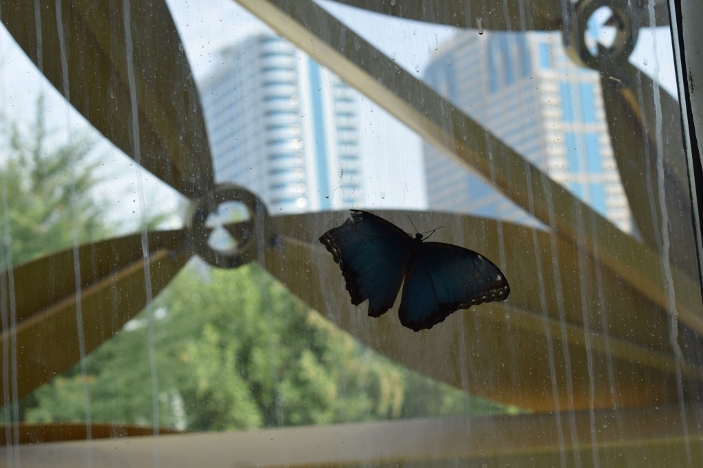 BUTTERFLIES, BUTTERFLY HOUSE, AL NOOR ISLAND, SHARJAH, UAE