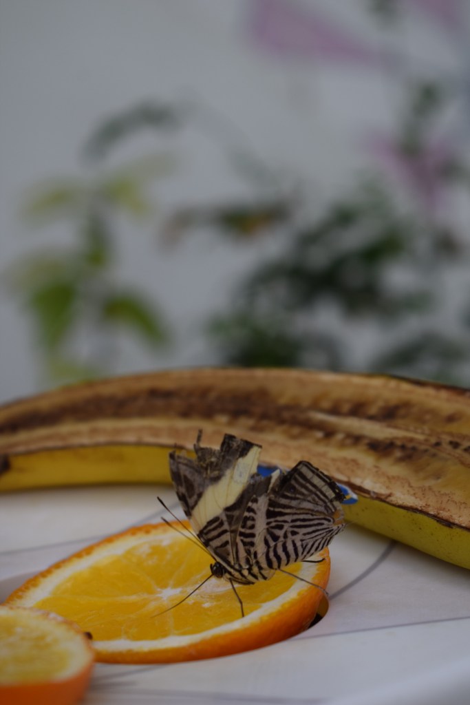 BUTTERFLIES, BUTTERFLY HOUSE, AL NOOR ISLAND, SHARJAH, UAE