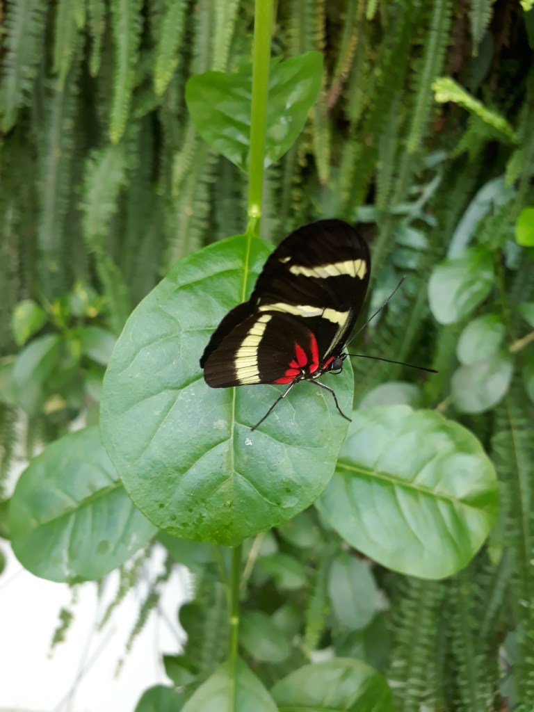 BUTTERFLIES, BUTTERFLY HOUSE, AL NOOR ISLAND, SHARJAH, UAE