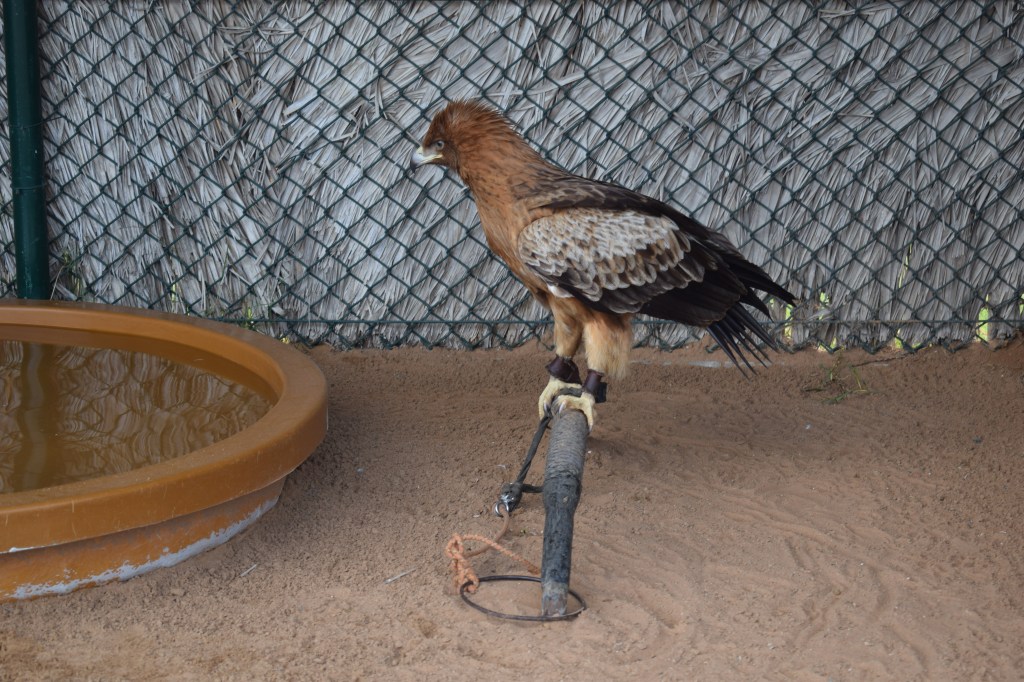 ARABIAN RAPTORS, BIRDS OF PREY CENTRE, SHARJAH, UAE