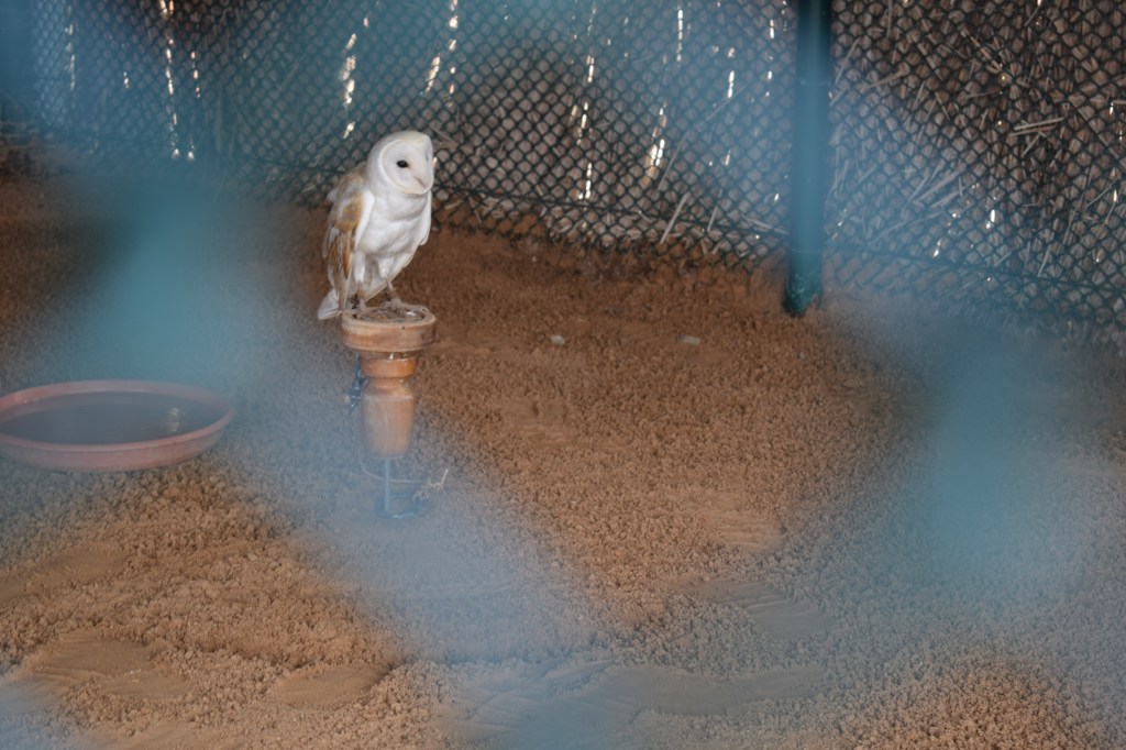 ARABIAN RAPTORS, BIRDS OF PREY CENTRE, SHARJAH, UAE