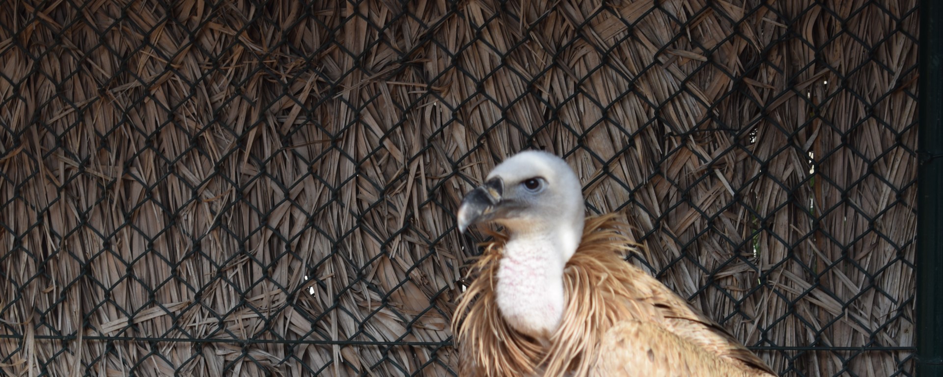 raptors, birds of prey centre, kalba, sharjah, uae