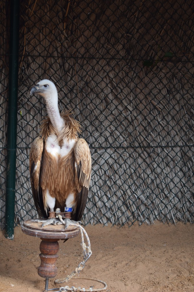 ARABIAN RAPTORS, BIRDS OF PREY CENTRE, SHARJAH, UAE