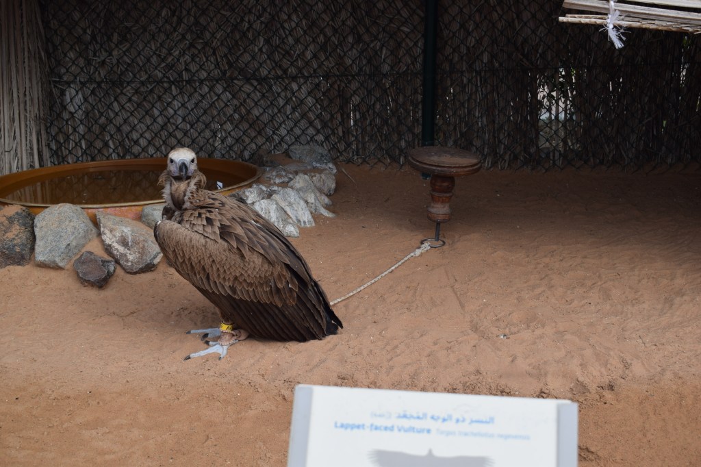 raptors, birds of prey centre, kalba, sharjah, uae