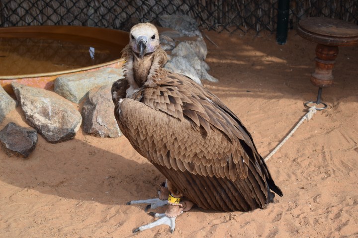 RAPTORS, BIRDS OF PREY CENTRE, KALBA, SHARJAH, UAE