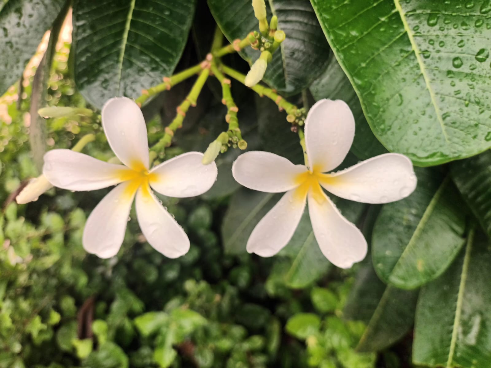 FRANGIPANI AKA CHAMPA, NOIDA BIODIVERSITY PARK, SECOTR 91, UTTAR PRADESH, INDIA