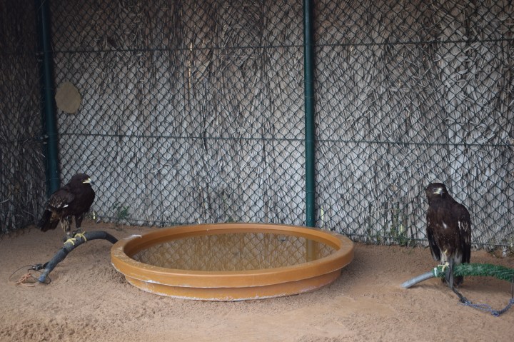 ARABIAN RAPTORS, BIRDS OF PREY CENTRE, SHARJAH, UAE