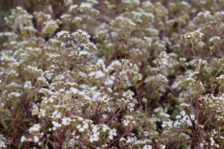 Beautiful wild flowers in Meghalaya, India