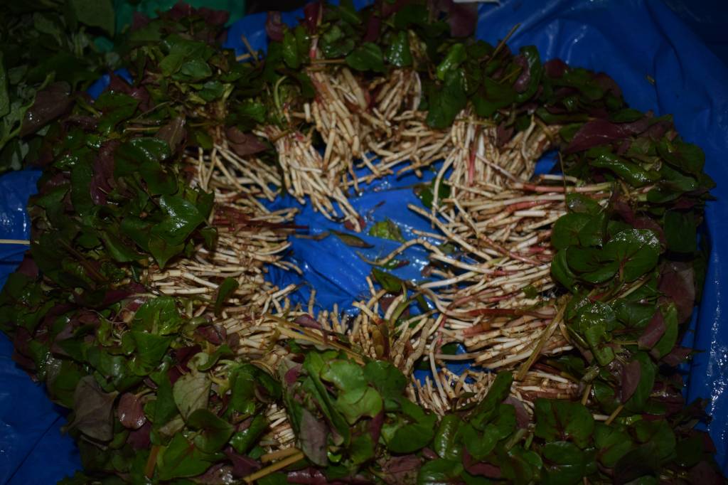 Fresh edible shoots at local market, Lakadong, Meghalaya, India