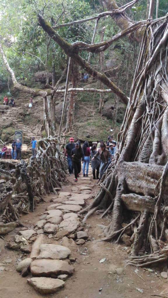 Living Root Bridge, Riwai village near Mawlynnong, Meghalaya, India