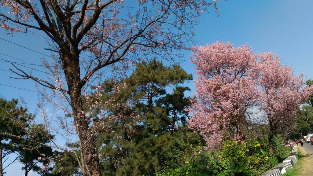 meghalaya pink cherry tree road