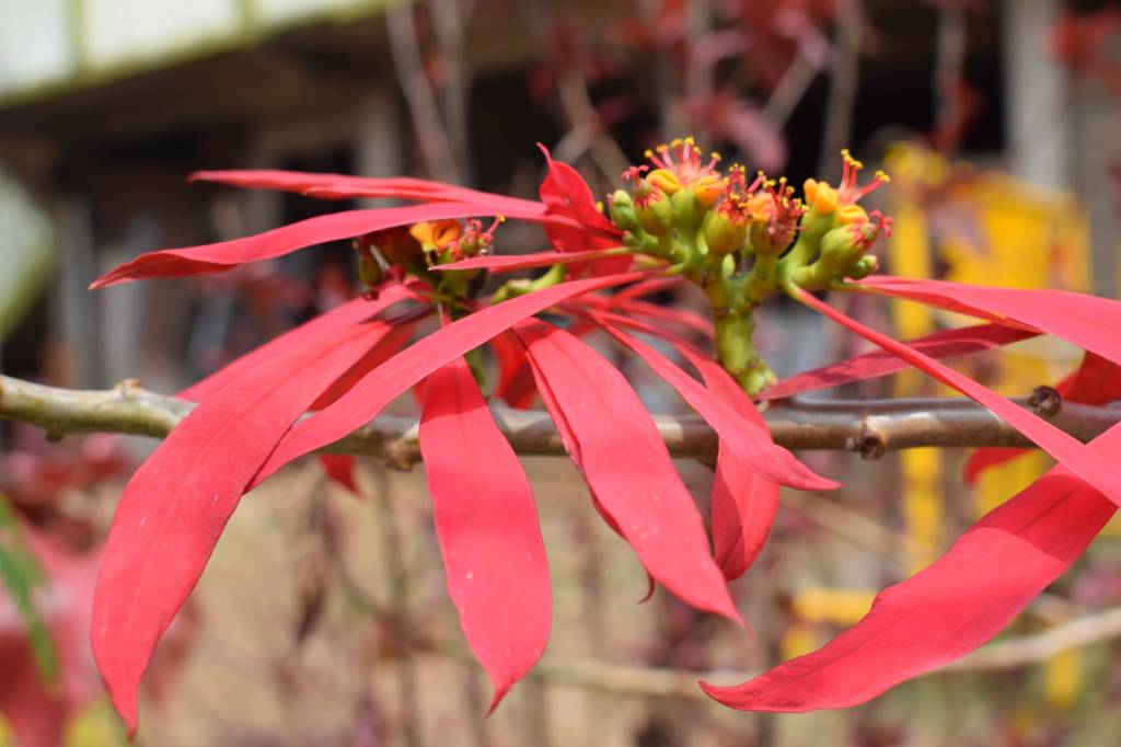 Poinsetia, Meghalaya, India