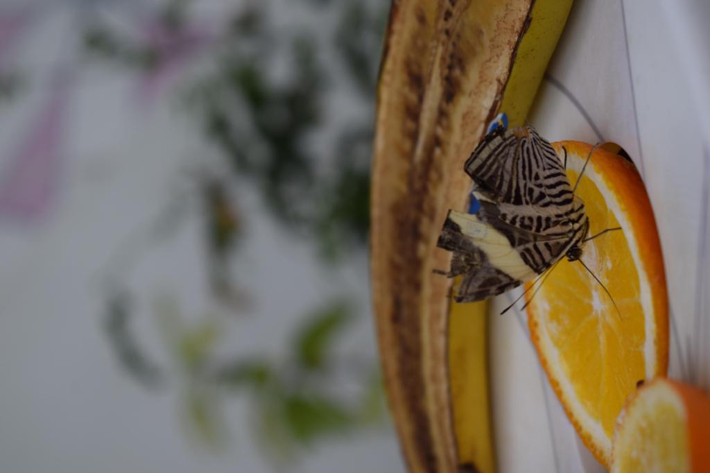 Zebra Mosaic, Al Noor Island Butterlfy Park, Sharjah, UAE