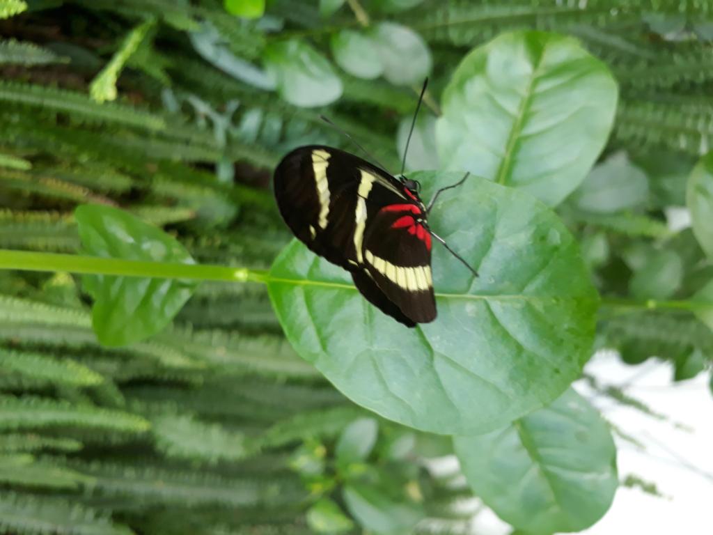 Sara Longwing, Al Noor Island Butterfly Park, Sharjah, UAE