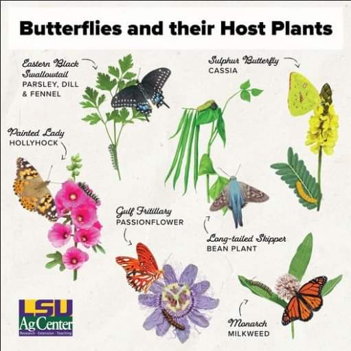 BUTTERFLY HOST PLANTS infographic