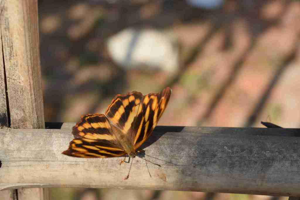 Jester,  Guwahati, Assam , India