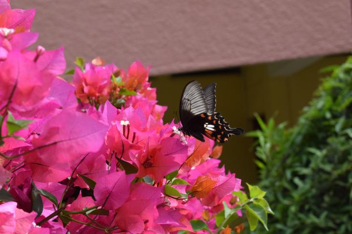 Common Rose, Kolar, Karnataka, India