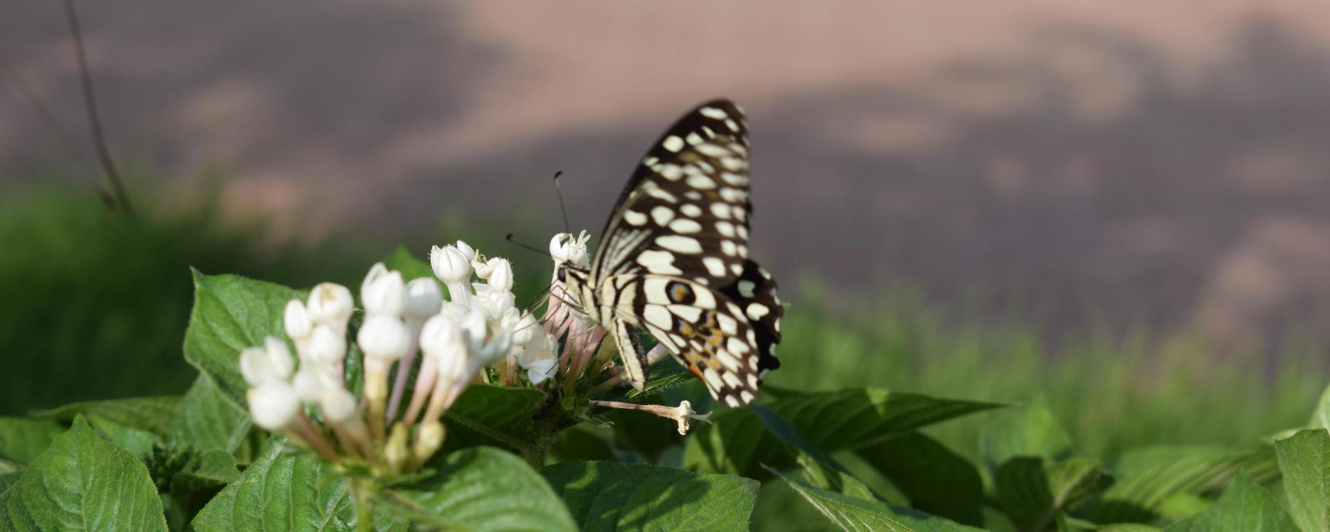 Lime Swallowtail, Nandurbar, Maharashtra, India
