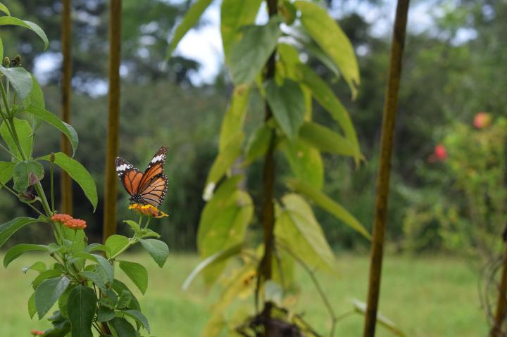 Striped Tiger, Numaligarh, Assam, India