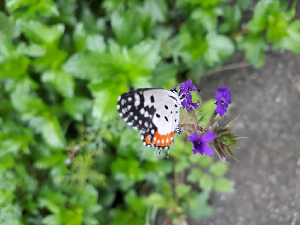 Red Pierrot, Jim Corbett National Park, Uttarakhand, India