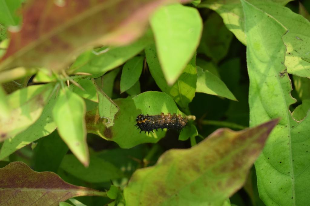 Caterpillar, Asola Bhatti Wildlife Sanctuary, Delhi, India