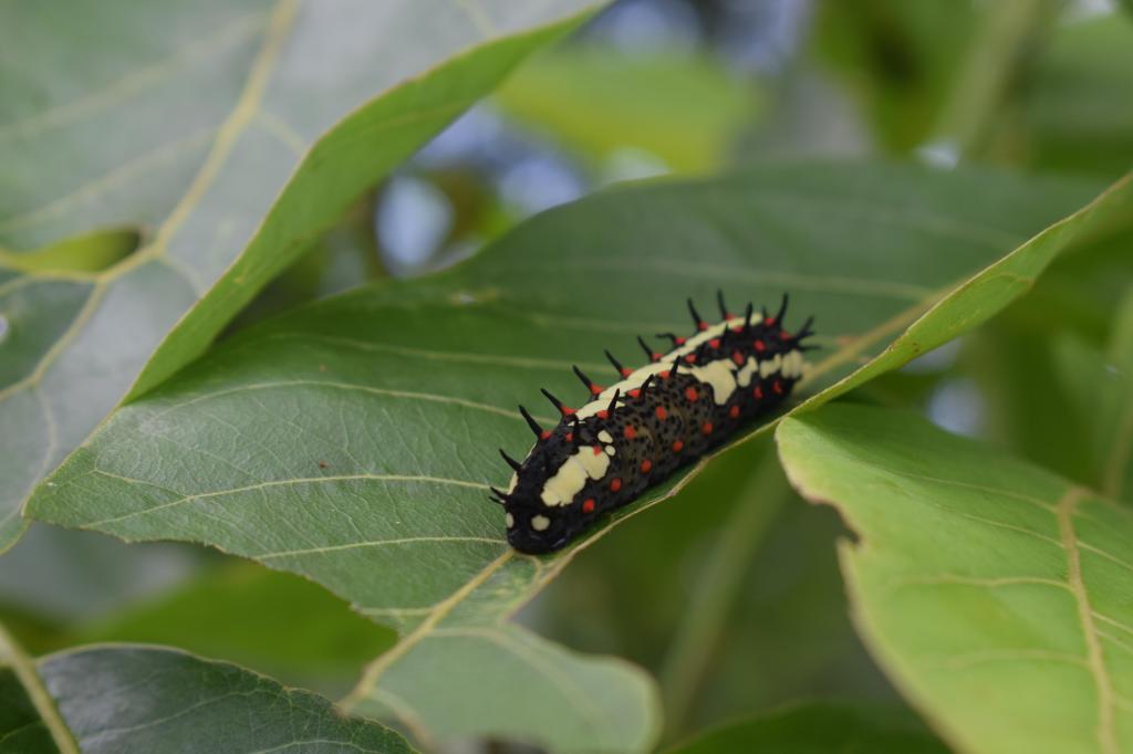 Caterpillar, India