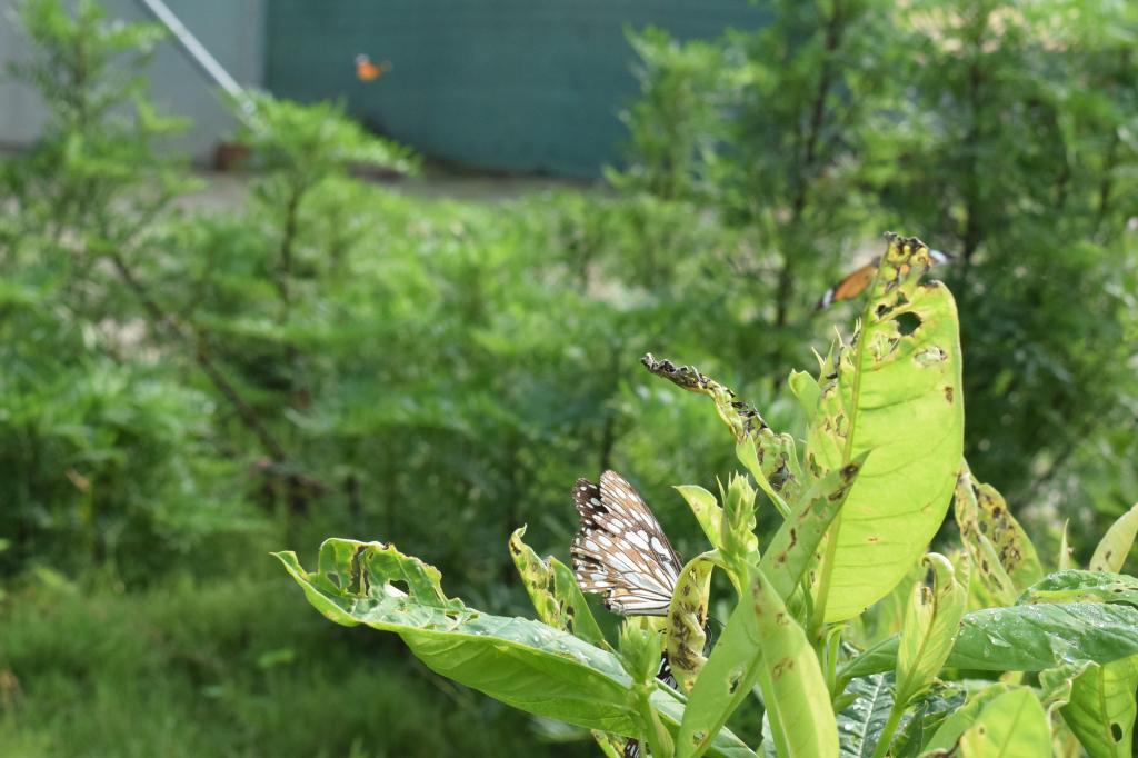 Common Crow, Asola Bhatti Wildlife Sanctuary, Delhi, India