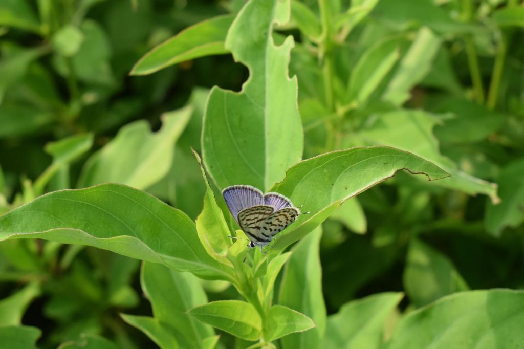 Common Pierrot, Asola Bhatti Wildlife Sanctuary, Delhi, India