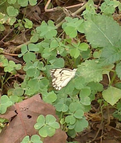Pioneer,  Asola Bhatti Wildlife Sanctuary, Delhi, India 