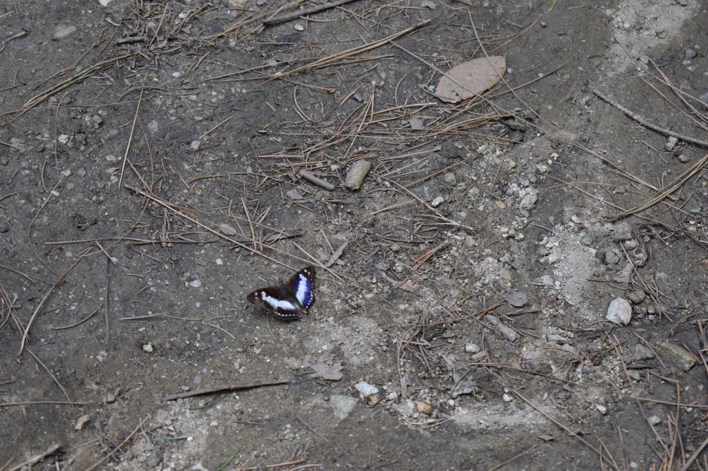 Purple Emperor in Great Himalayan National Park, Uttarakhand, India