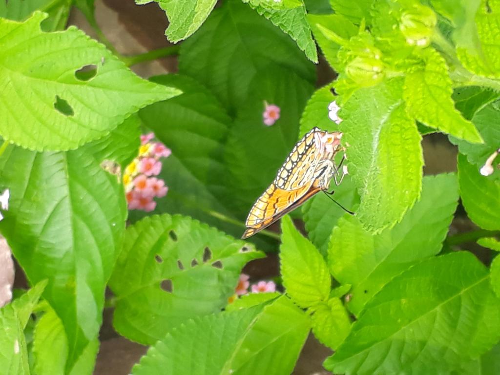 Spotted Joker, Kota, Rajasthan, India