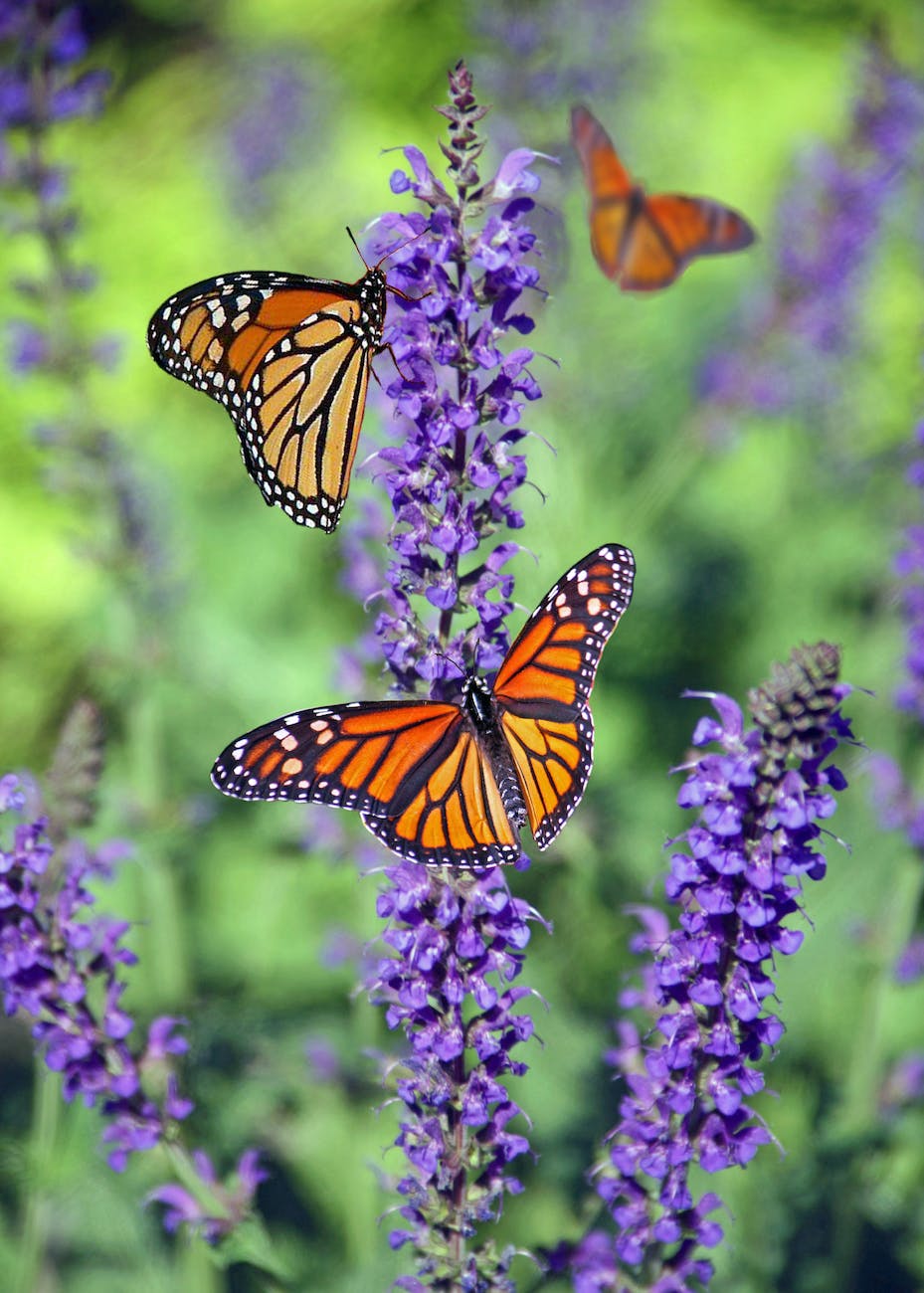 Monarch Butterfly, Photo by Cindy Gustafson on Pexels.com