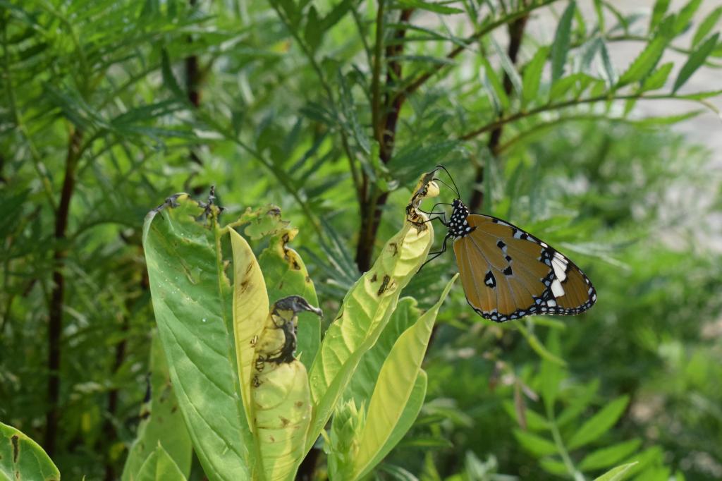 Plain Tiger, Asola Bhatti Wildlife Sanctuary, Delhi, India 