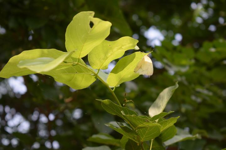 Common Emigrant, Surajpur Bird Sanctuary, Greater Noida, Uttar Pradesh, India