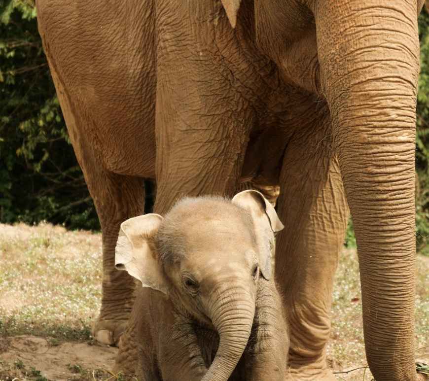 close up of elephant family