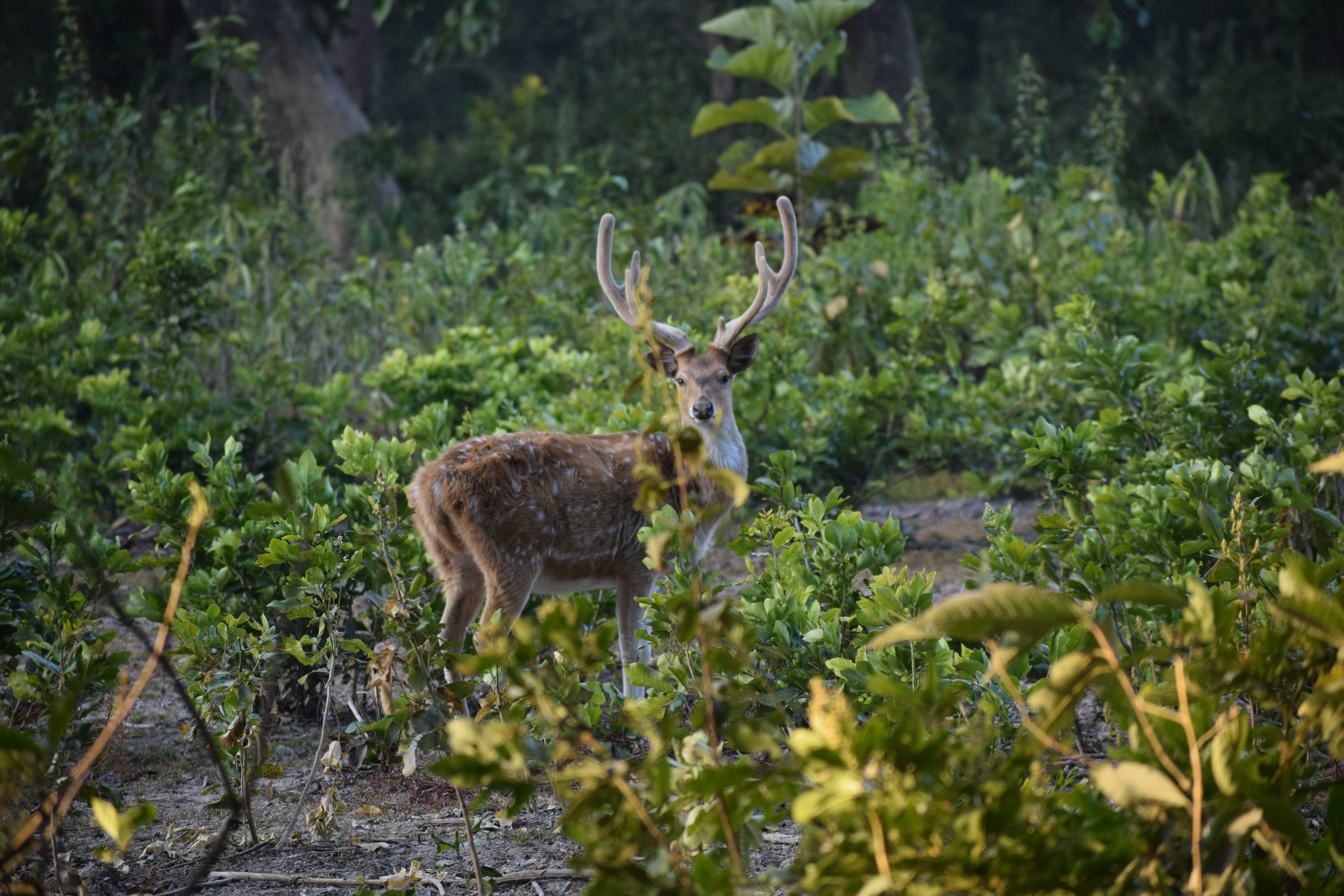 Spotted deer, Amangarh Forest Reserve, Bijnor, Uttar Pradesh, India