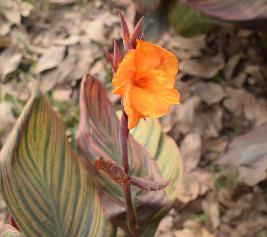 CANNA at SUNDER NURSERY,Delhi, India