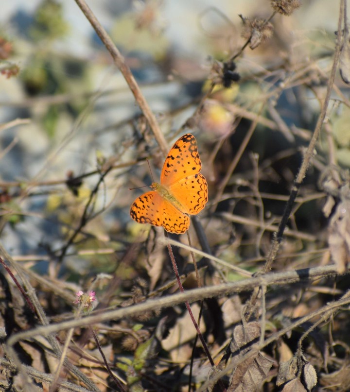 Common leopard, Pili Dam, Amangarh Forest Reserve, Bijnor, Uttar Pradesh, India