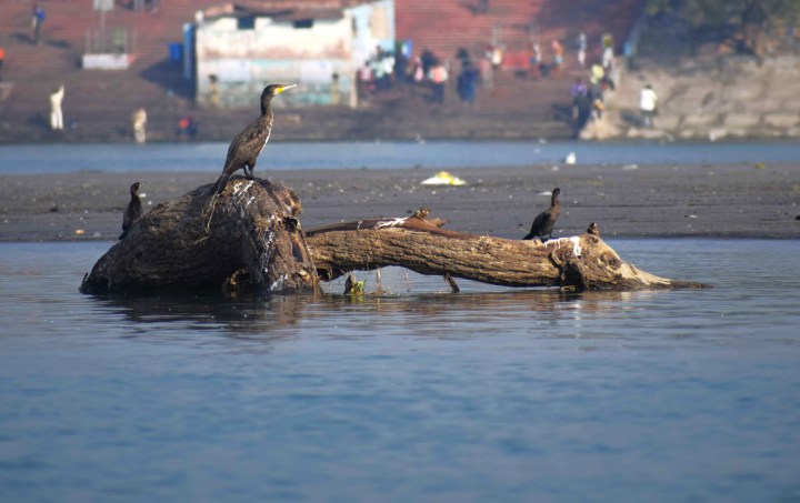 Cormorants at Ganga Barrage, Bijnor, Uttar Pradesh, India