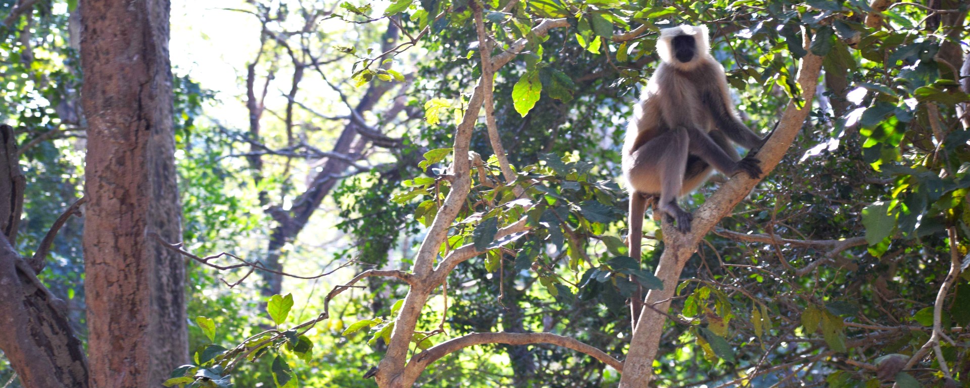 Langoor in Amangarh Forest Reserve, Bijnor, Uttar Pradesh, India