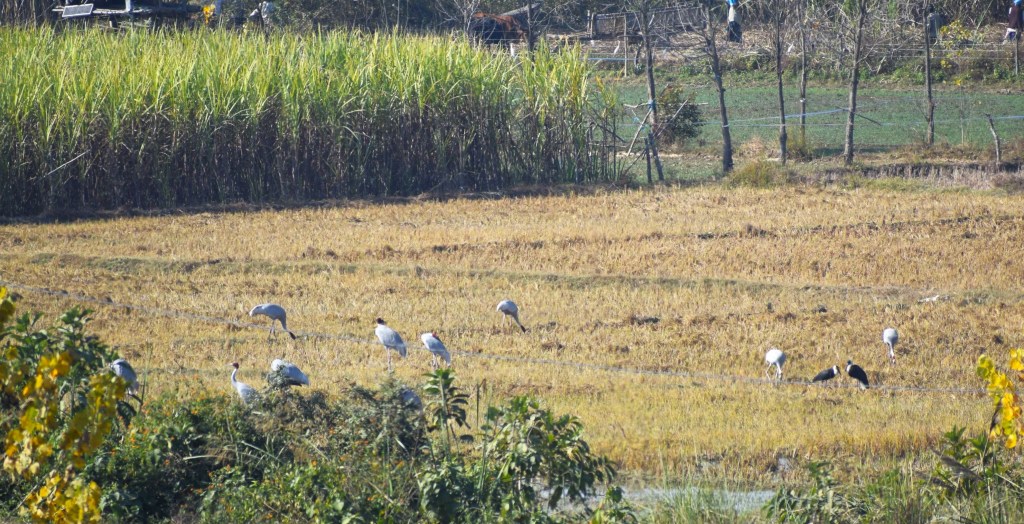 Saras crane, Amangarh Forest Reserve, Bijnor, Uttar Pradesh, India