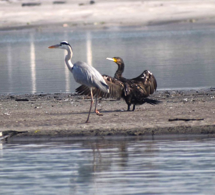 Greay Heron and Cormorant at Ganga Barrage, Bijnor, Uttar Pradesh, India