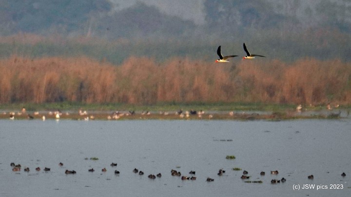 Endangered Indian Skimmer, photo courtesy: Jasminder Singh Waraich, taken at Ganga Barrage, Haiderpur Wetland, Bijnor, Uttar Pradesh, India