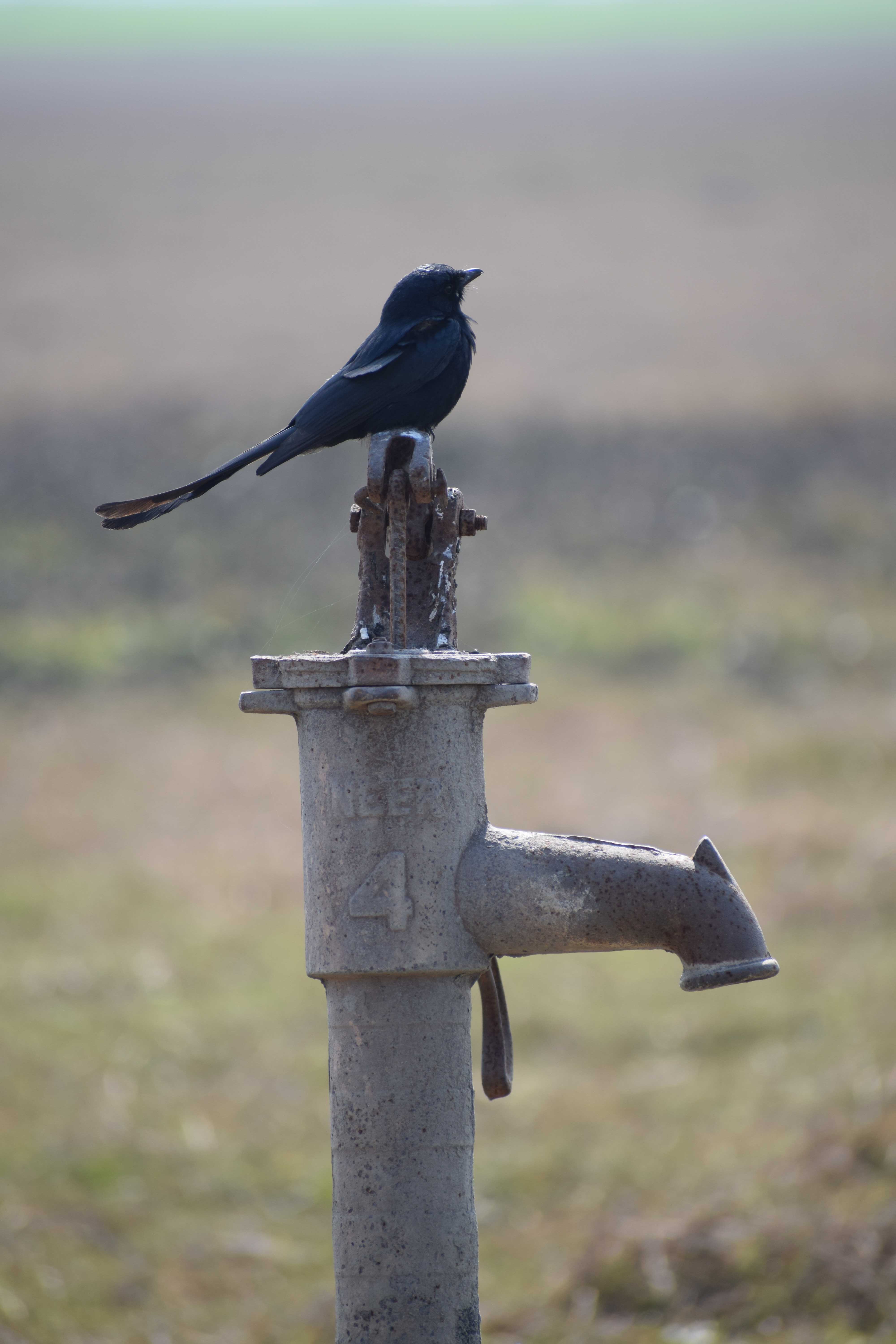 Black Drongo or King Crow, a skilled mimic and songster, who can drive away big birds