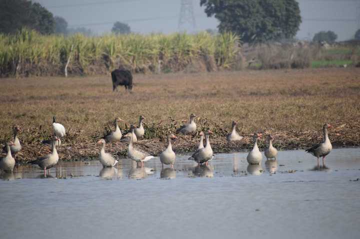The Greylag Goose (Anser anser) is the ancestor of most domestic goose breeds, having been domesticated at least as early as 1360 BCE, Dhanauri Wetlands, Greater Noida, Uttar Pradesh, India