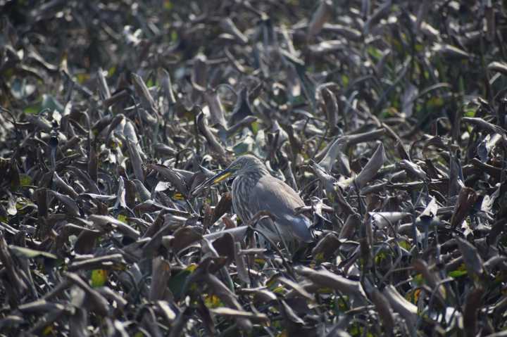 The solitary, Striated Heron stood quietly, Dhanauri Wetlands, Uttar Pradesh, India